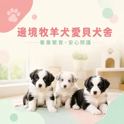 邊境牧羊犬愛貝犬舍